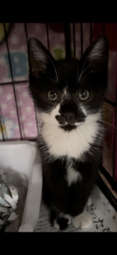 よく食べる子猫