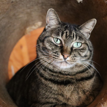 ツンとデレが極端！／文月(ふづき)ちゃん