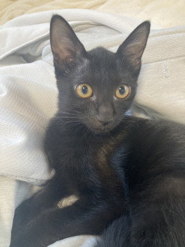 元気いっぱい黒猫の男の子