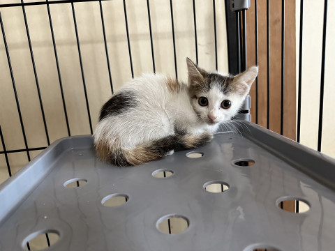 おっとり美人な三毛猫ちゃん