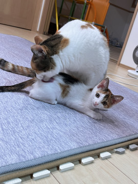 3ヶ月ぐらいのミケ猫女の子