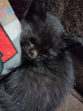 イケメンな真っ黒猫くん