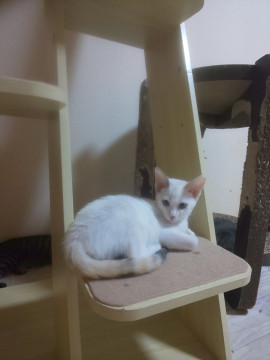 しっぽだけ三毛猫!ブルーアイ