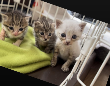 甘えん坊なミルクから育てた猫ちゃんです