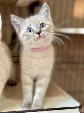 丸顔のかわいこさん ★ エンちゃん