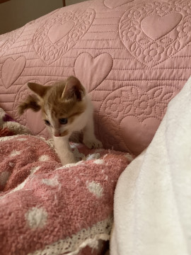 可愛い茶白の赤ちゃん