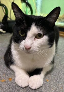 白黒はちわれ君