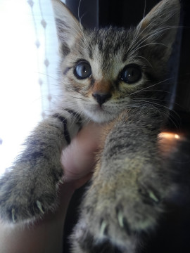【飼える方なら誰でも大歓迎】小柄な子猫