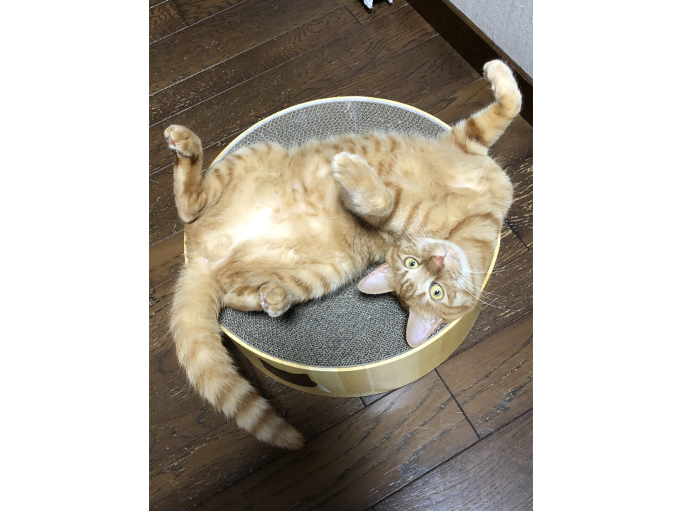 甘えん坊の殿くん!