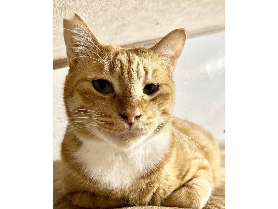 石原にゃーじろう☆１歳以上