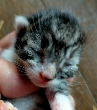 「募集中」小さいキジトラちゃん