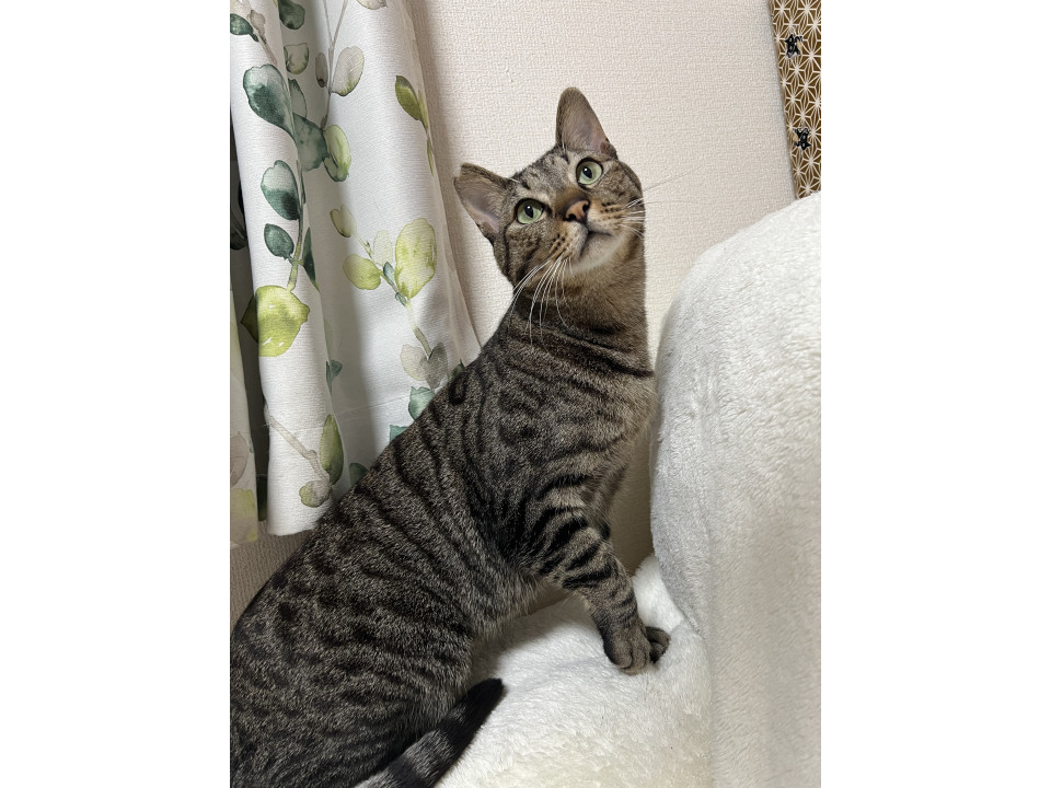 シャイなスリスリ甘えん坊のキジトラ君