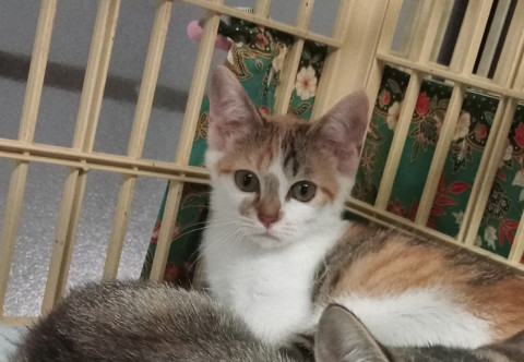 可愛い三毛猫女の子