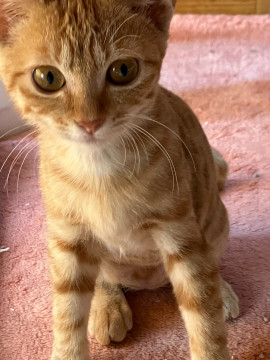 助けて!と突然来た茶トラちゃん