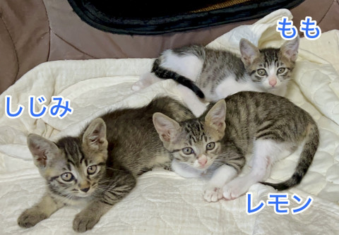 かわいい仔猫たち