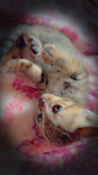 子猫2匹?２匹里親さん決定！