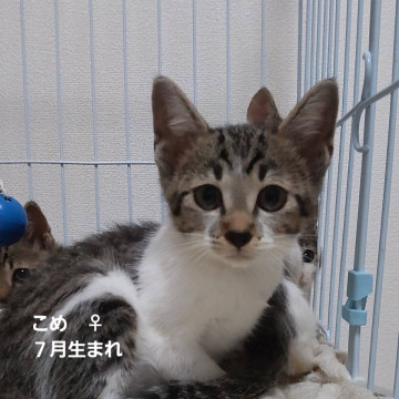 こめちゃん(いねちゃんと姉妹です)