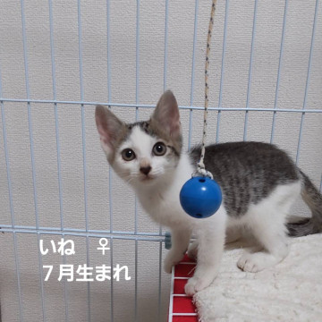 いねちゃん(こめちゃんと姉妹)