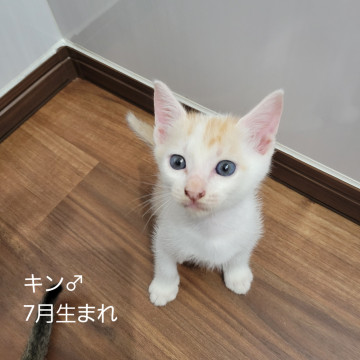 きんちゃん(ムヒと兄弟です)