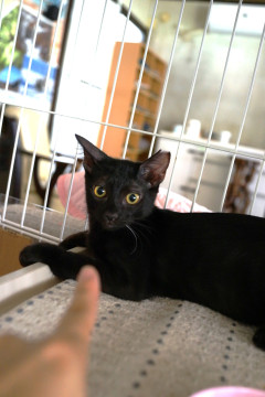 黒猫君です♪