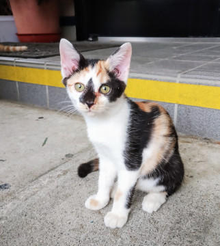 かわいいミケの子猫ちゃん