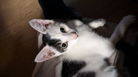 ホルスタイン柄のオスの子猫ちゃん