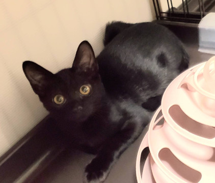 小可愛いシャーが可愛い黒猫ロン君