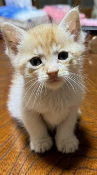 細眉茶白の男の子