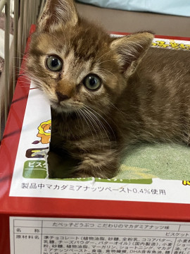 珍しい毛色の男の子♪