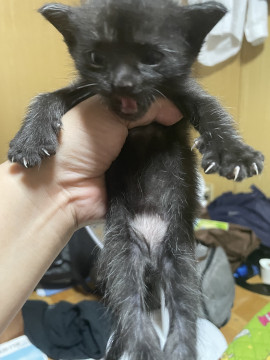 黒猫 2ヶ月 オス