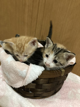 譲渡予約済み❣️三毛猫ちゃん②‼️