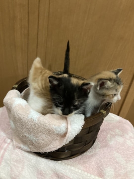 里親様決まりました❣️三毛猫ちゃん③‼️