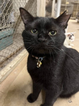 【代理投稿】黒ねこ 人懐っこい