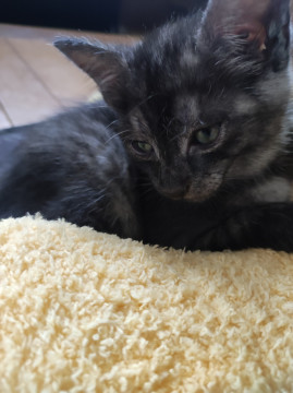 可愛い子猫