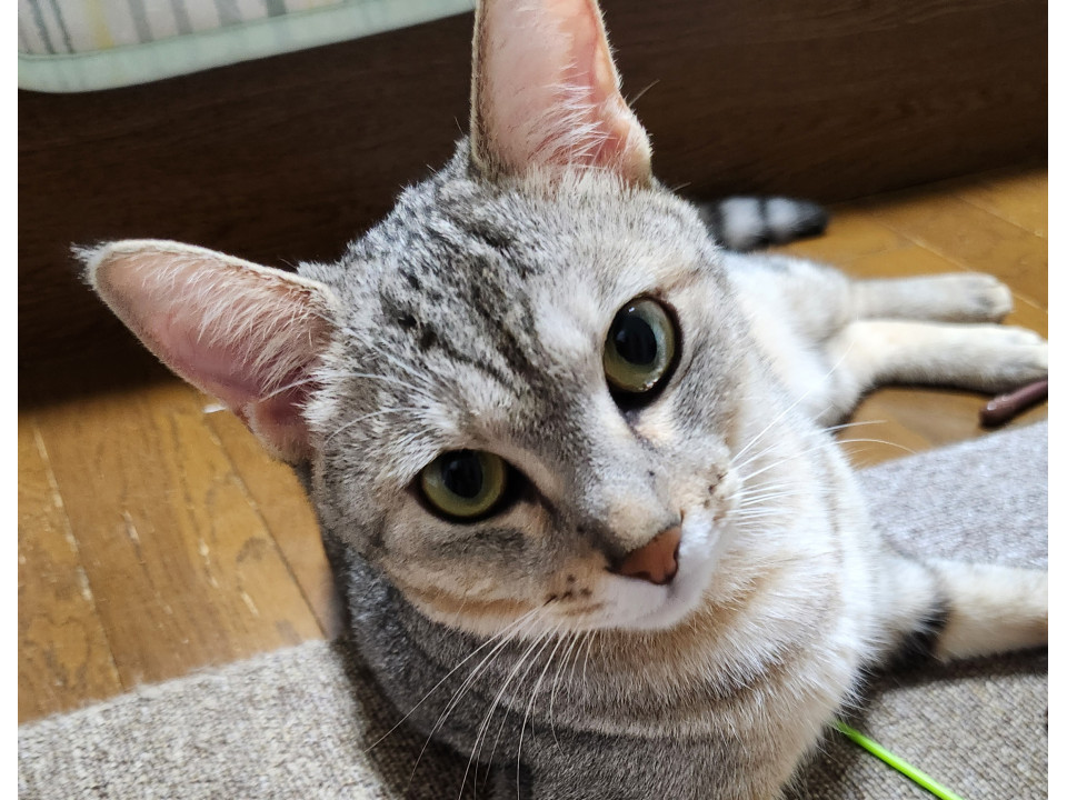 クリーム色のトラ柄子猫