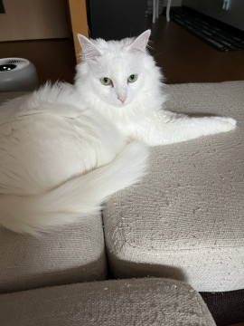 しろみちゃんの白い猫 No matter how many times I put him down, the white cat keeps