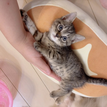 人慣れ抜群❣️可愛すぎ赤ちゃん❣️