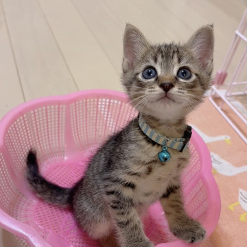 超〜甘えん坊❣️❣️膝乗り赤ちゃん❣️