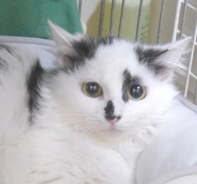しっぽフサフサ白黒長毛のシュガーちゃん