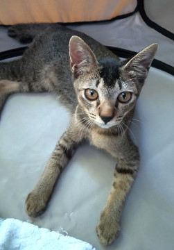 アビシニアン風ちびちゃん