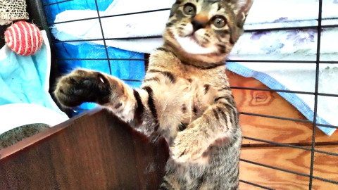 活発な女の子です。