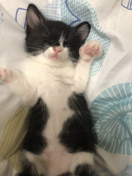 可愛い子猫