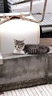 生後約2ヶ月の子猫2匹!
