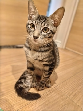 3きょうだい キーノくん