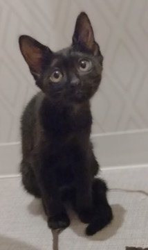 3きょうだい　ロイちゃん