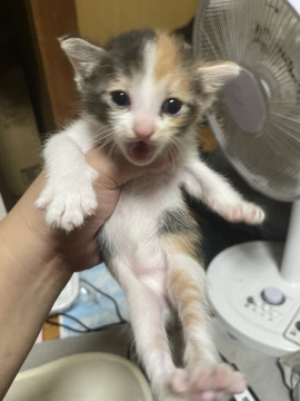 三毛猫 2ヶ月