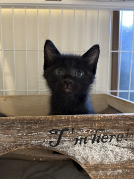 1ヶ月半兄妹①ふわふわ黒猫男の子