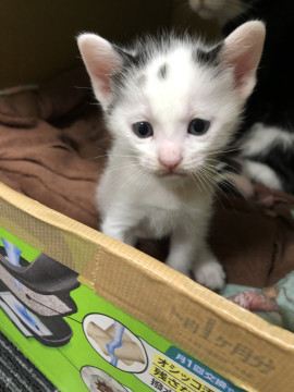 可愛い子猫