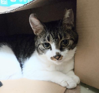 構われ好きな、かまってちゃん