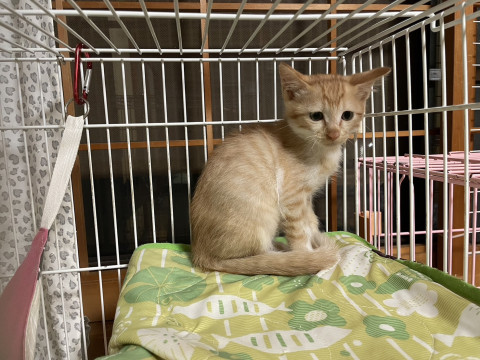 7月初旬生まれ 可愛い茶白の男の子